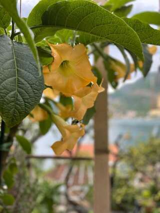 Апартаменты Apartments Vučinović Тиват Номер-студио с террасой и видом на море-3