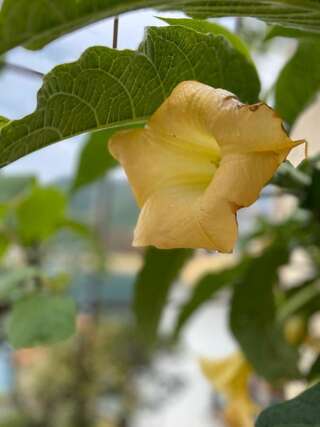 Апартаменты Apartments Vučinović Тиват Номер-студио с террасой и видом на море-5