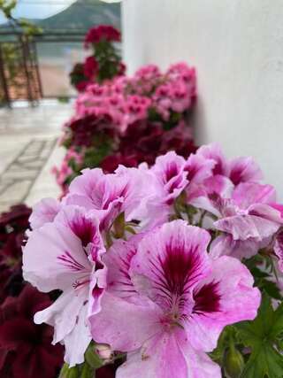 Апартаменты Apartments Vučinović Тиват Номер-студио с балконом и видом на море-53